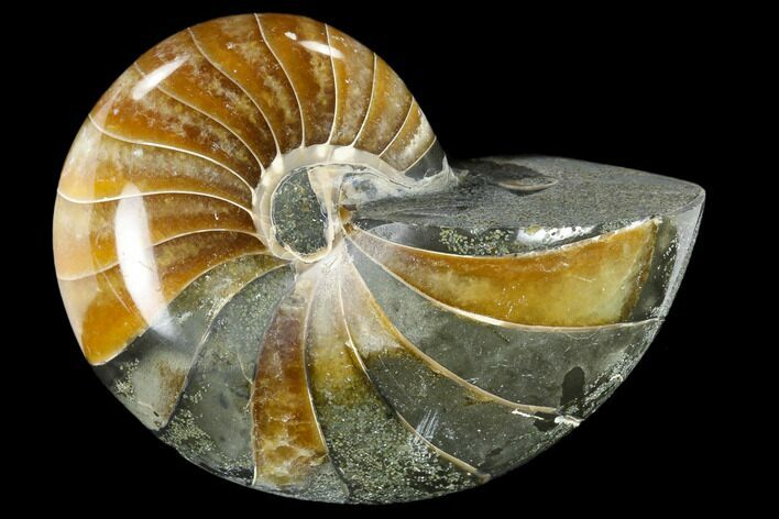 Polished Fossil Nautiloid (Cymatoceras) - Madagascar #117476